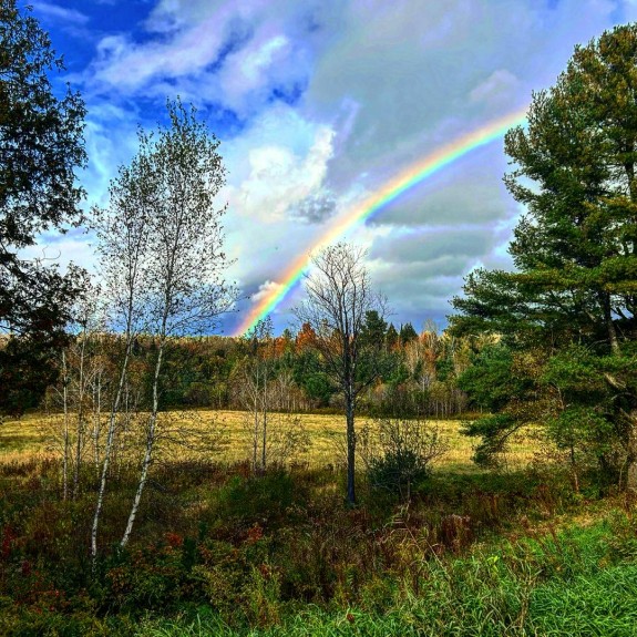 Rainbow in a field